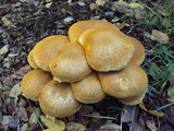 Gymnopilus ventricosus image