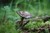Clitocybula atrialba image