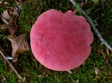 Boletus carminiporus image