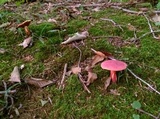 Boletus carminiporus image