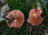 Boletus carminiporus image