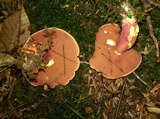Boletus carminiporus image