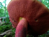 Boletus carminiporus image