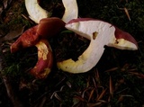 Boletus carminiporus image