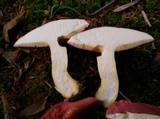 Boletus carminiporus image