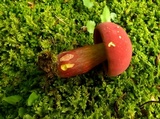 Boletus carminiporus image