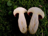 Boletus carminiporus image