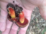 Boletus rufocinnamomeus image