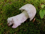 Hypomyces hyalinus image
