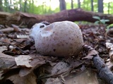 Hypomyces hyalinus image