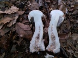 Hypomyces hyalinus image