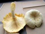 Pleurotus dryinus image