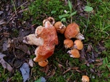 Gyroporus ballouii image