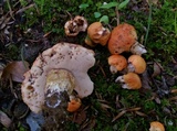 Tylopilus balloui image