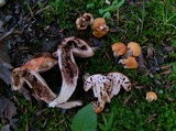 Gyroporus ballouii image