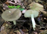 Megacollybia rodmanii image