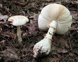 Amanita subcokeri image