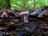 Amanita pseudovolvata image