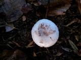 Amanita pseudovolvata image