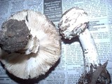 Chlorophyllum rachodes image