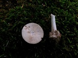 Amanita pseudovolvata image