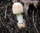 Amanita daucipes image