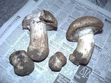 Agaricus lilaceps image