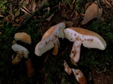 Gyroporus castaneus image