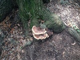 Laetiporus persicinus image