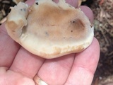 Laetiporus persicinus image