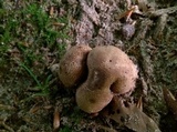 Scleroderma michiganense image