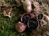 Scleroderma michiganense image