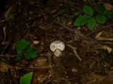 Amanita pseudovolvata image