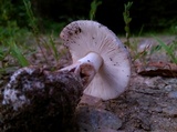 Amanita pseudovolvata image