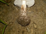 Amanita pseudovolvata image