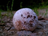 Amanita pseudovolvata image