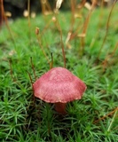 Cortinarius sanguineus image