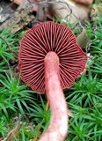 Cortinarius sanguineus image