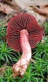 Cortinarius sanguineus image