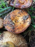 Russula mutabilis image