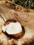 Russula mutabilis image