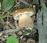Tylopilus ferrugineus image