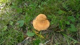 Russula ballouii image