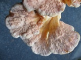 Laetiporus cincinnatus image