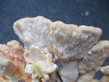 Laetiporus cincinnatus image