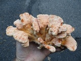 Laetiporus cincinnatus image