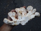 Laetiporus cincinnatus image