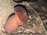 Tylopilus ferrugineus image