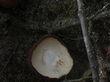 Tylopilus ferrugineus image