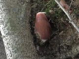 Tylopilus ferrugineus image